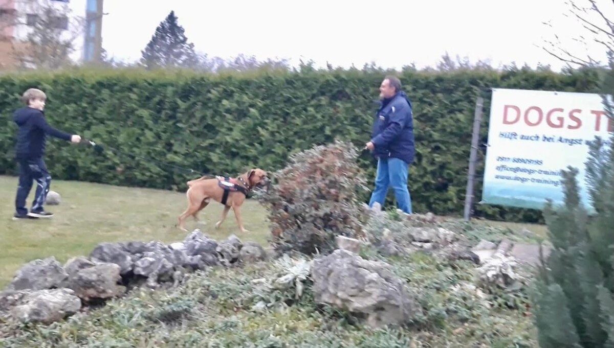 Bilder DOGS Training