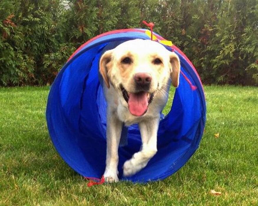 Bilder DOGS Training