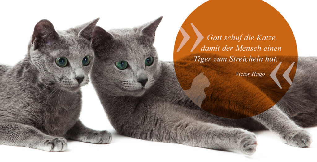Bilder Callavet GmbH tierärztlicher Notdienst