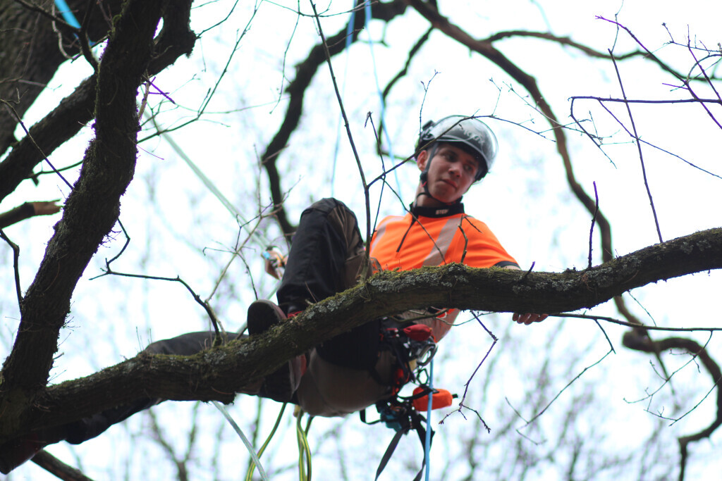 Bilder Baum&Gartenservice Meier