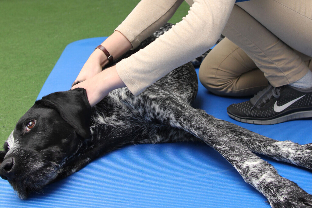 Bilder Tiergesundheitszentrum Söhl GmbH