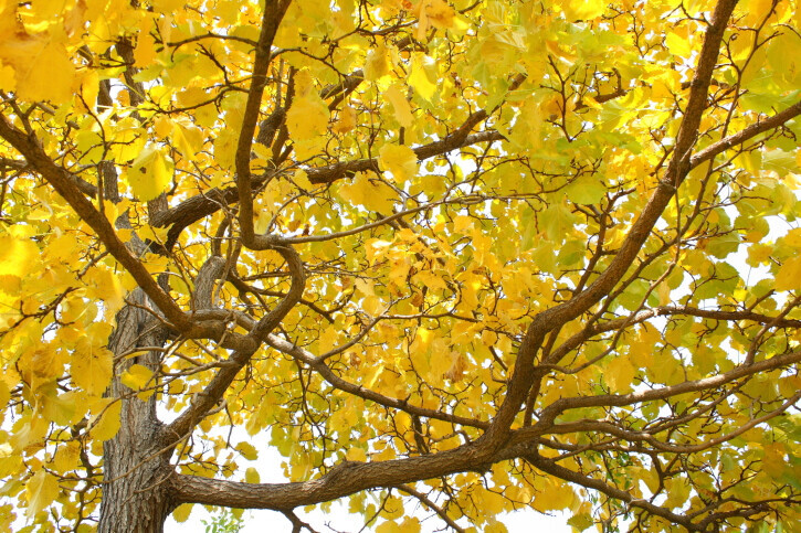 Bilder Diplom Psychologin Sabine Martini