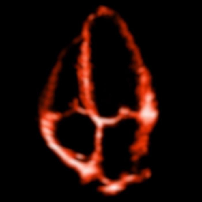 Bilder Akademie für kardiovaskulären Ultraschall GbR