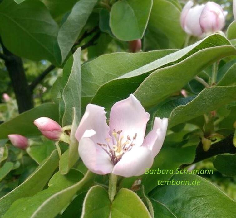 Bilder Akupunktur-Praxis & TCM