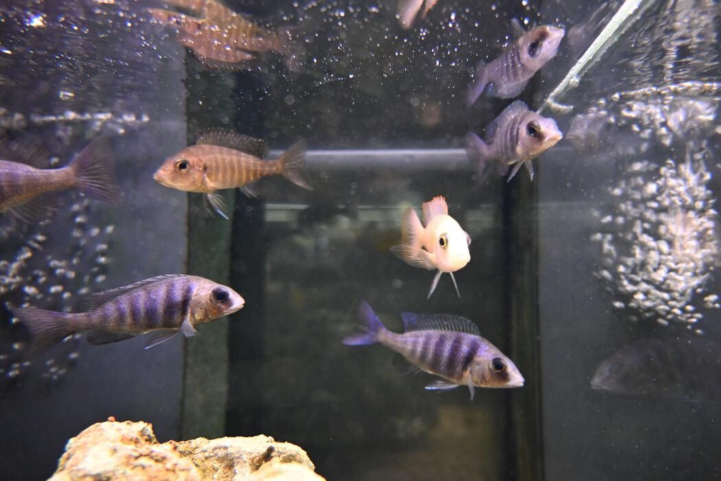 Bilder DAS FUTTERHAUS - Brake