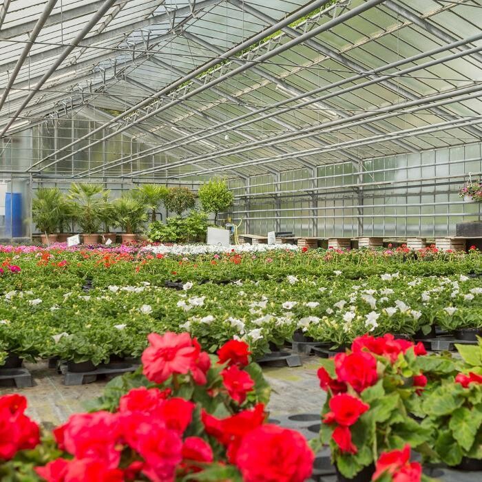 Bilder Lammers Gärtnerei & Floristik