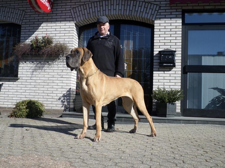 Bilder Doggenzucht vom Metropol