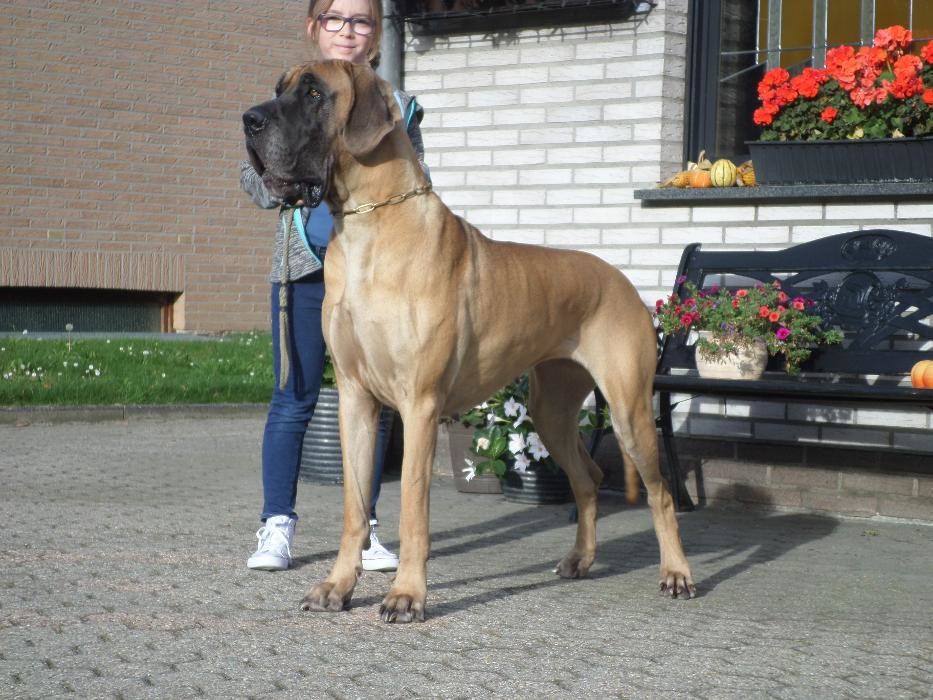 Bilder Doggenzucht vom Metropol