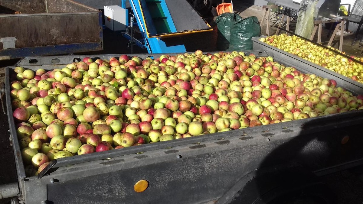 Bilder Mosterei Kelterei Lohnmosterei Apfelsaft pressen lassen Rharbarber Quitten Birnen