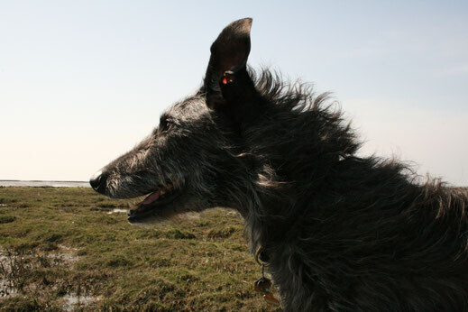 Bilder Hotlinetierarzt