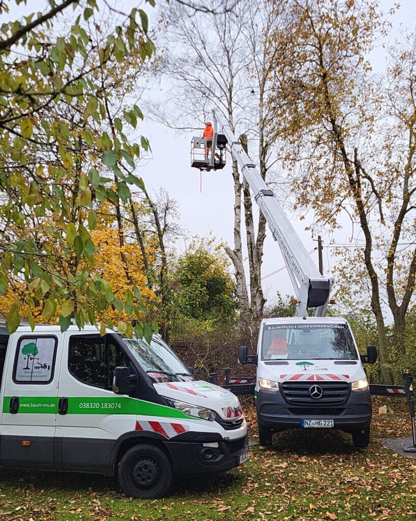 Bilder Baumpflege