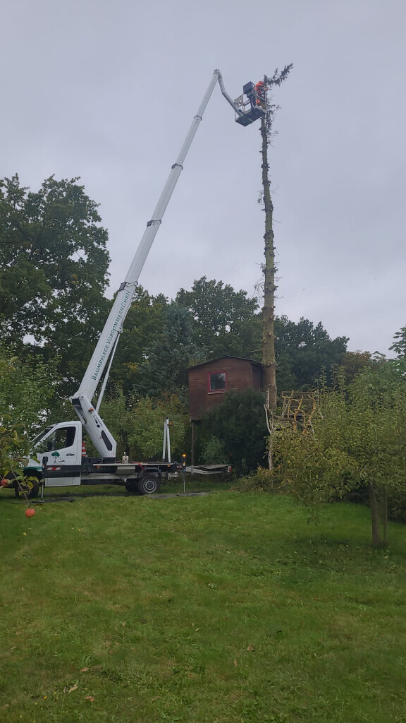 Bilder Baumpflege