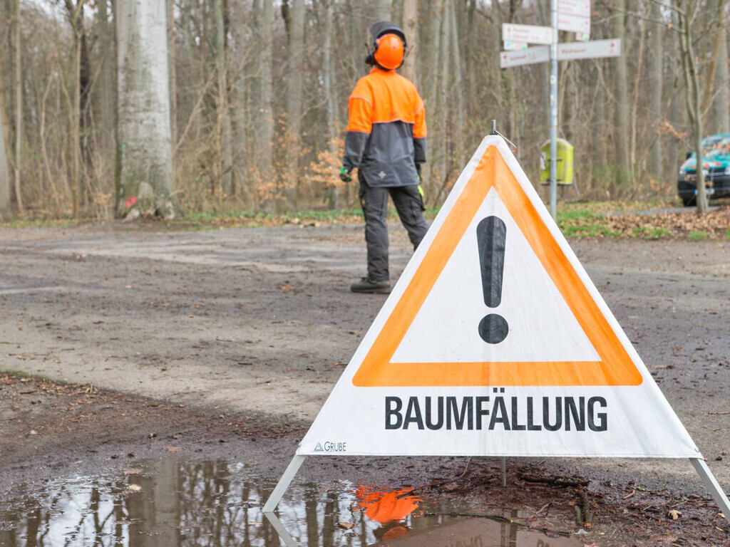 Bilder Baumpflege