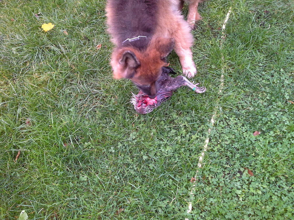 Bilder MenschUndHundZentrum