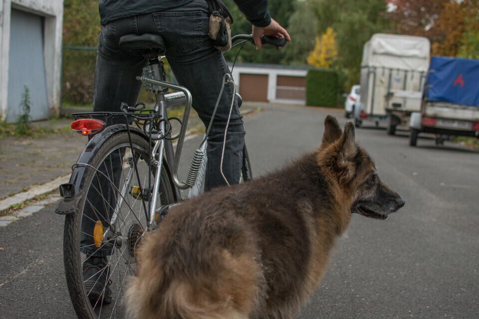 Bilder MenschUndHundZentrum