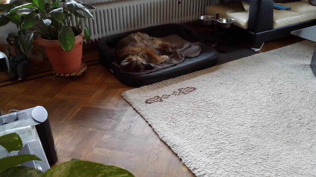 Bilder MenschUndHundZentrum