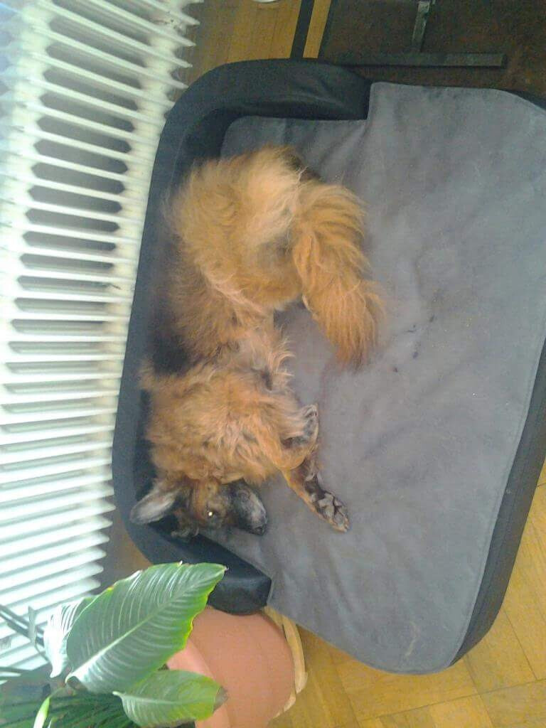 Bilder MenschUndHundZentrum