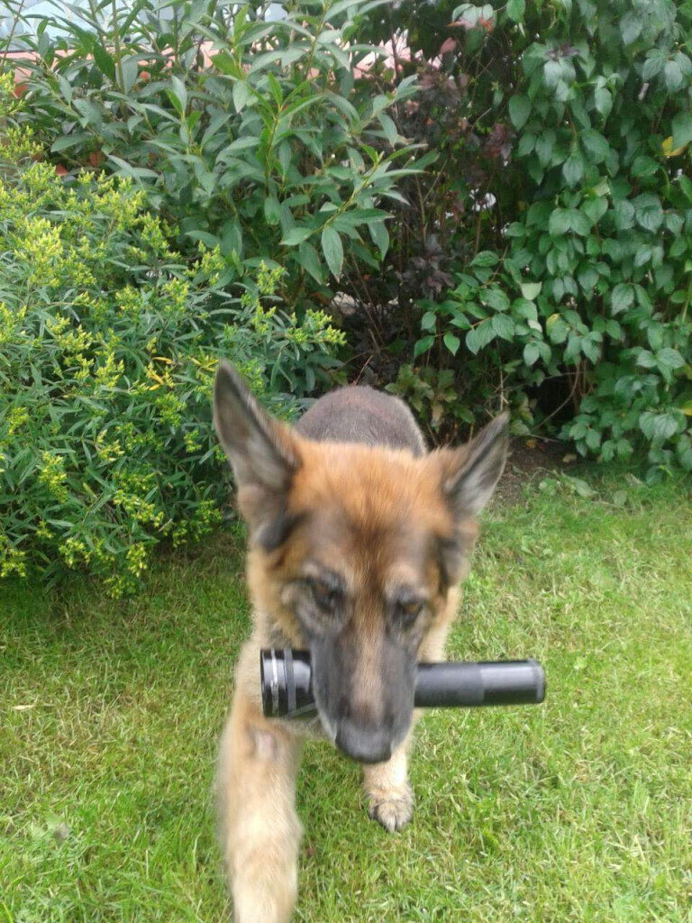 Bilder MenschUndHundZentrum