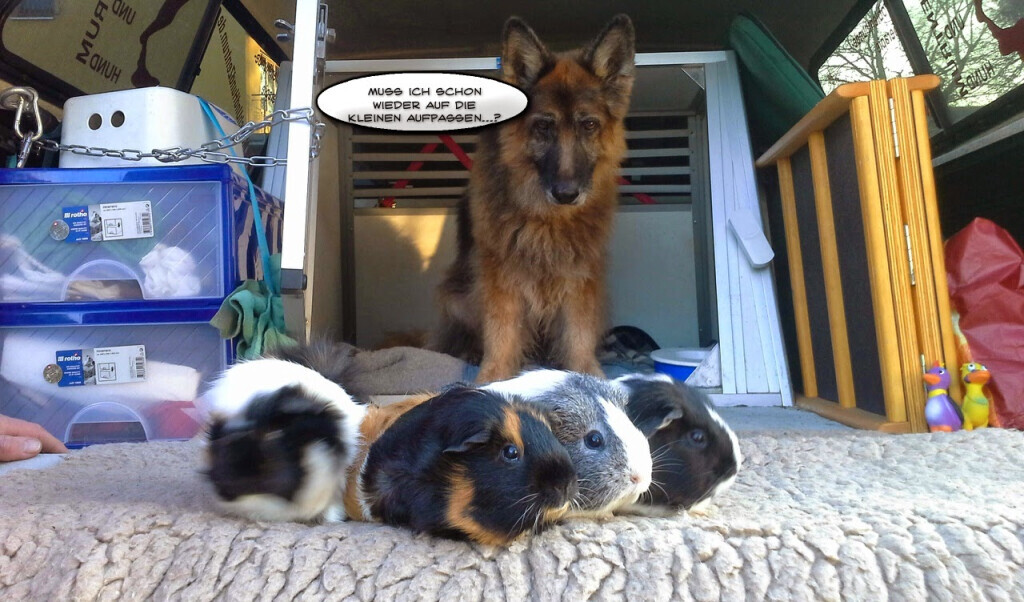 Bilder MenschUndHundZentrum