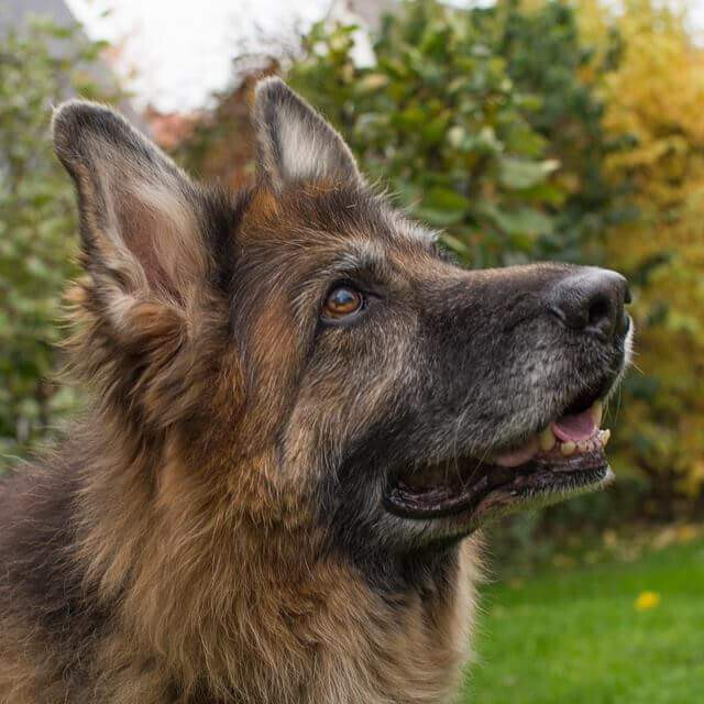 Bilder MenschUndHundZentrum