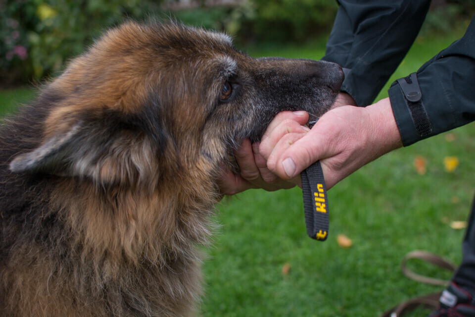 Bilder MenschUndHundZentrum