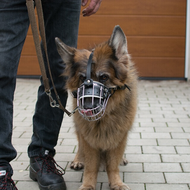 Bilder MenschUndHundZentrum