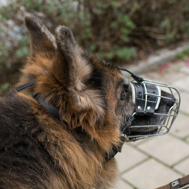 Bilder MenschUndHundZentrum