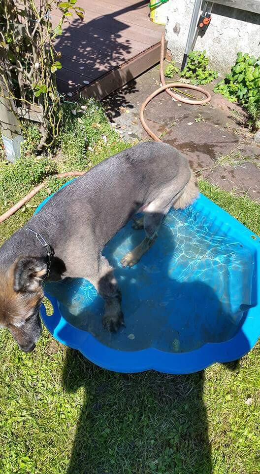 Bilder MenschUndHundZentrum