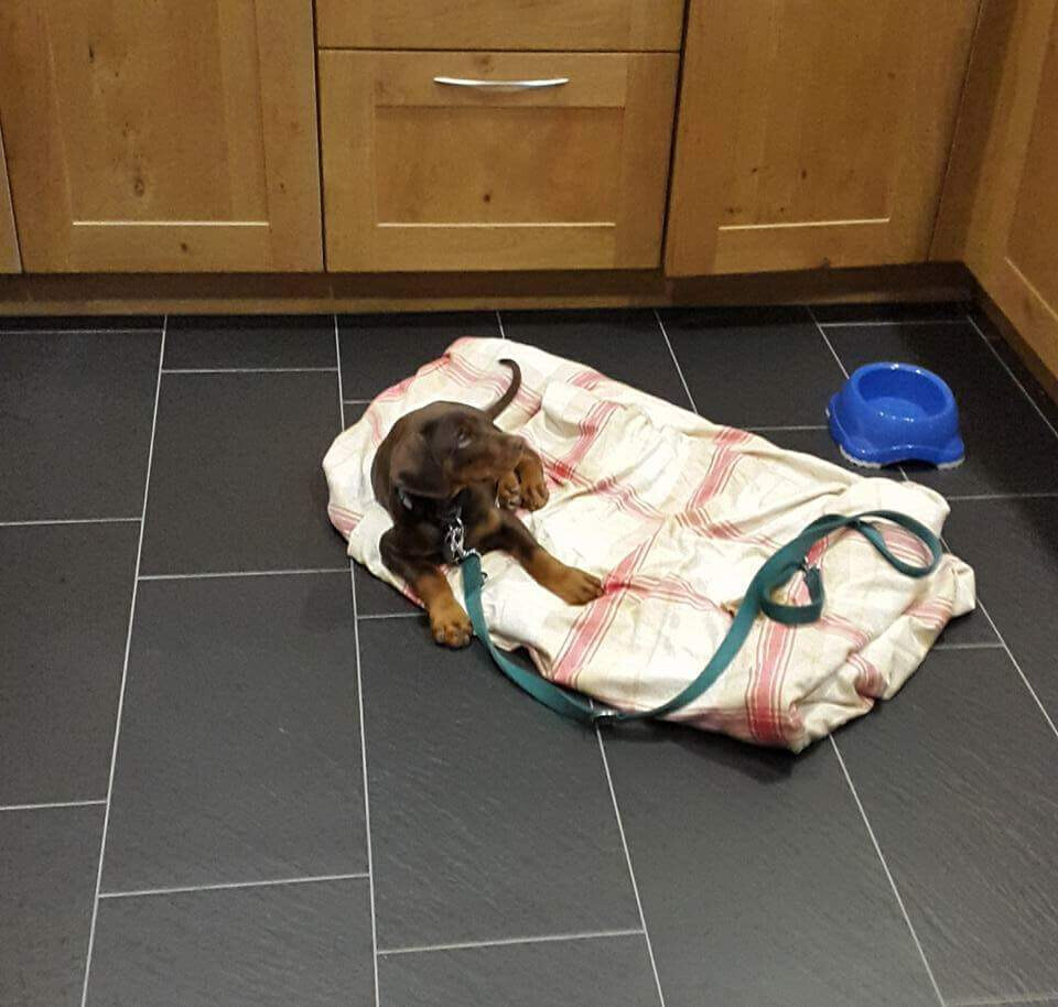 Bilder MenschUndHundZentrum