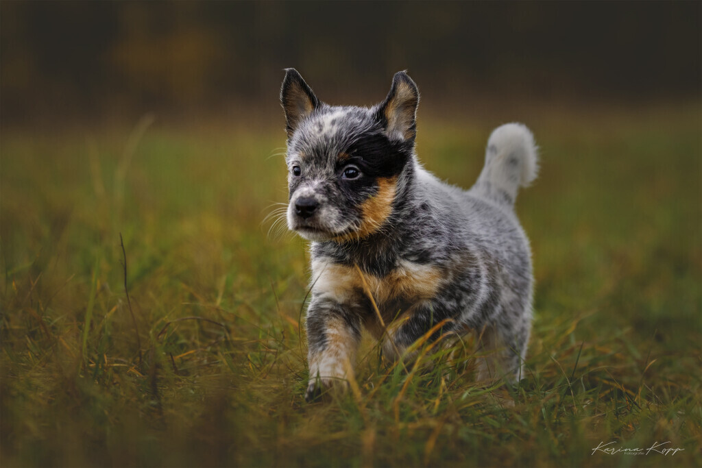 Bilder MenschUndHundZentrum