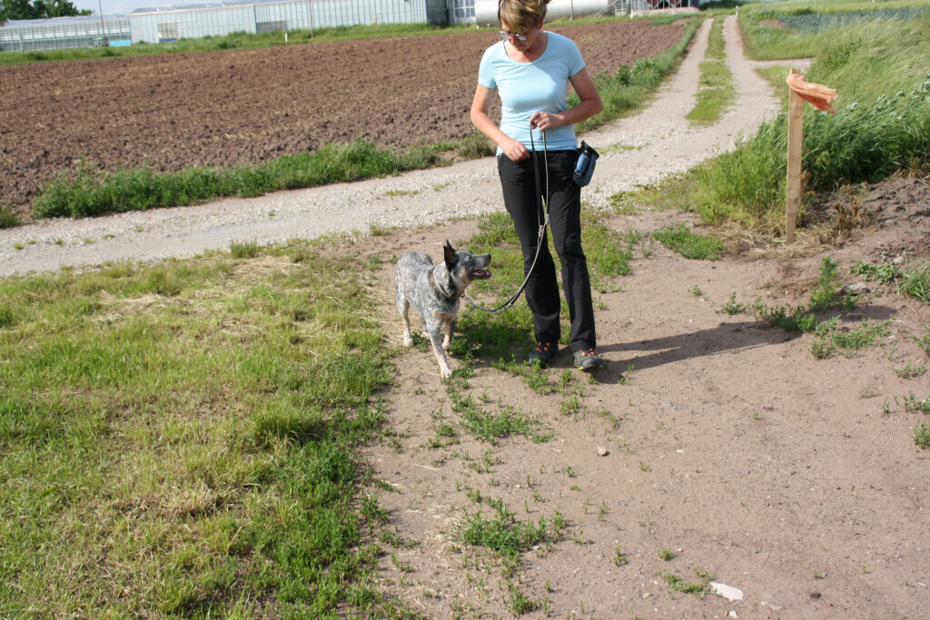 Bilder MenschUndHundZentrum