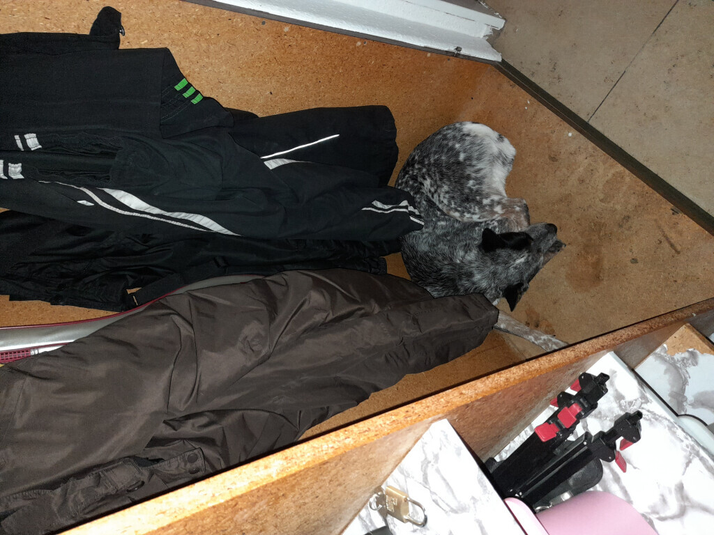 Bilder MenschUndHundZentrum