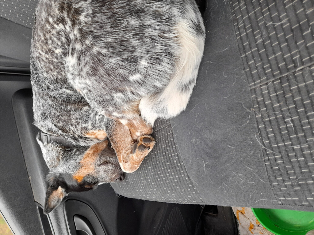 Bilder MenschUndHundZentrum