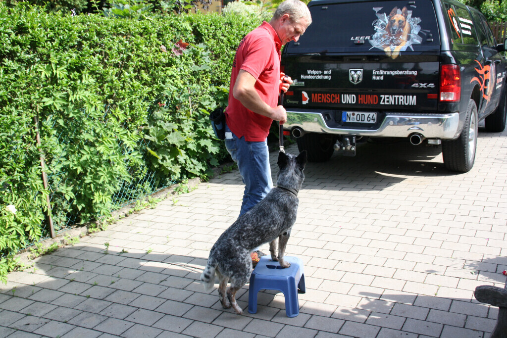 Bilder MenschUndHundZentrum