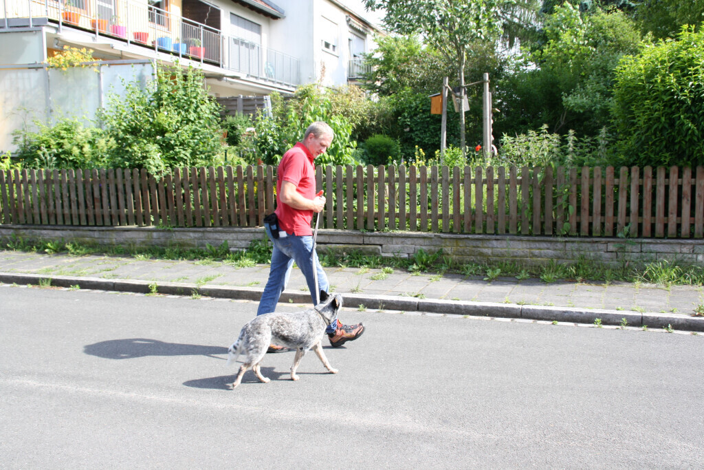 Bilder MenschUndHundZentrum