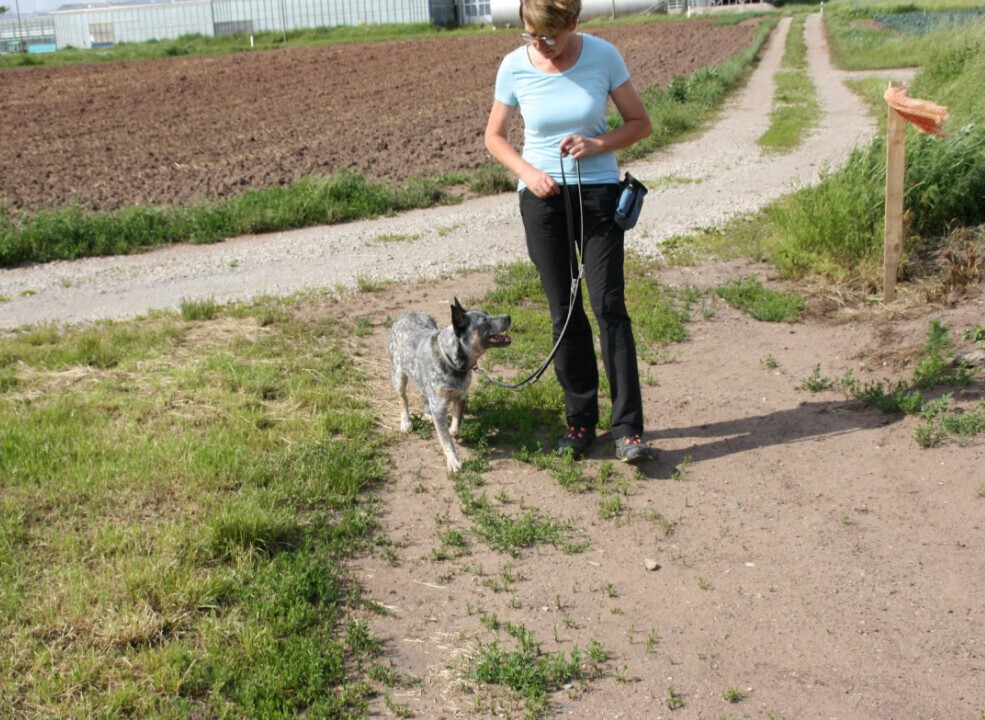 Bilder MenschUndHundZentrum