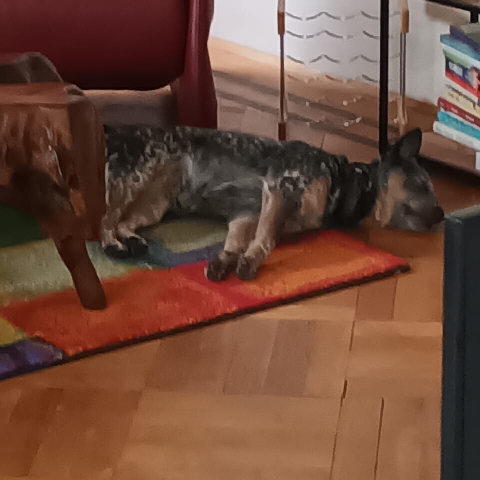 Bilder MenschUndHundZentrum