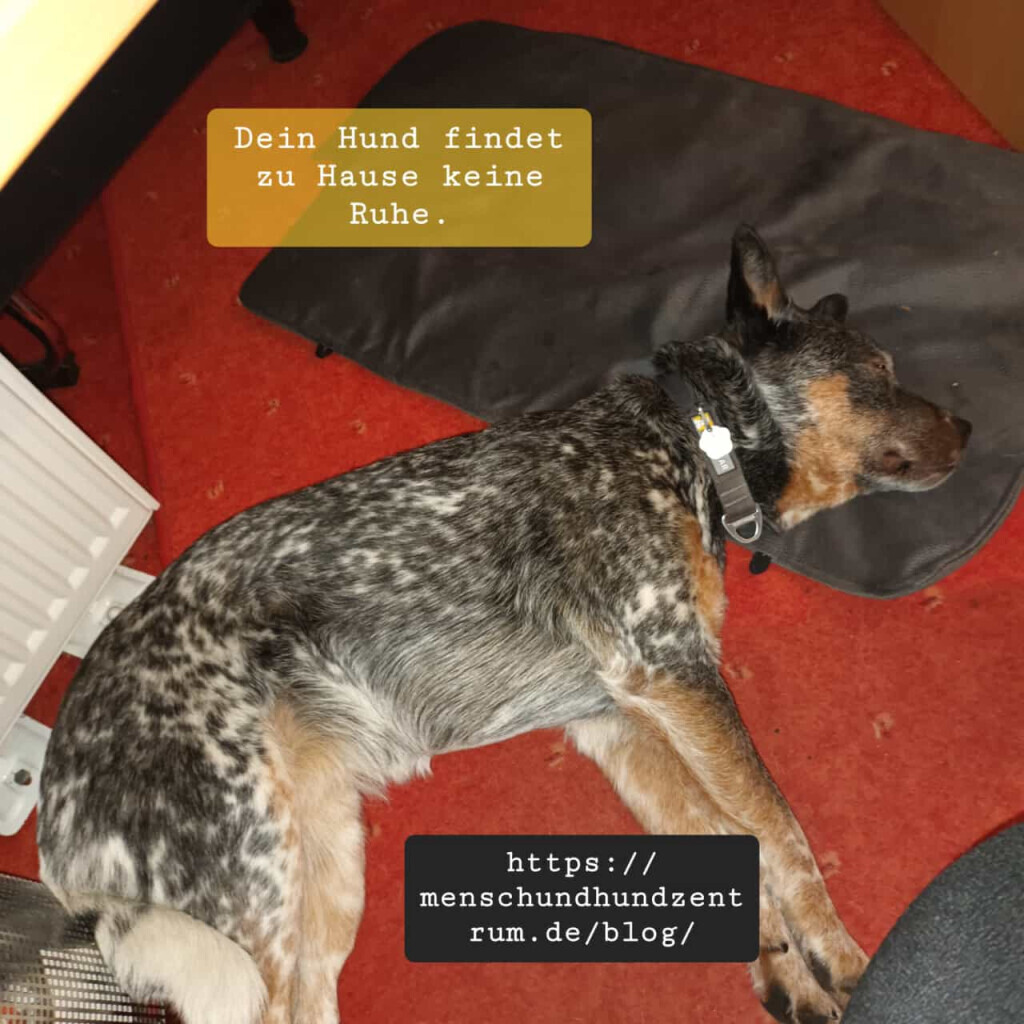 Bilder MenschUndHundZentrum