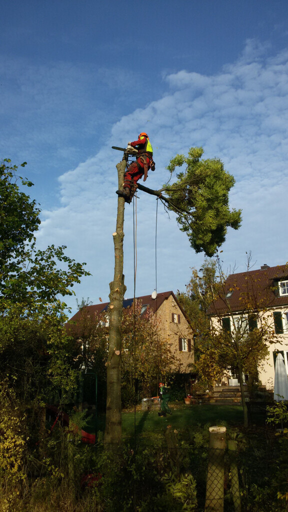 Bilder Grün & mehr Garten- und Landschaftsbau Thorsten Merkle