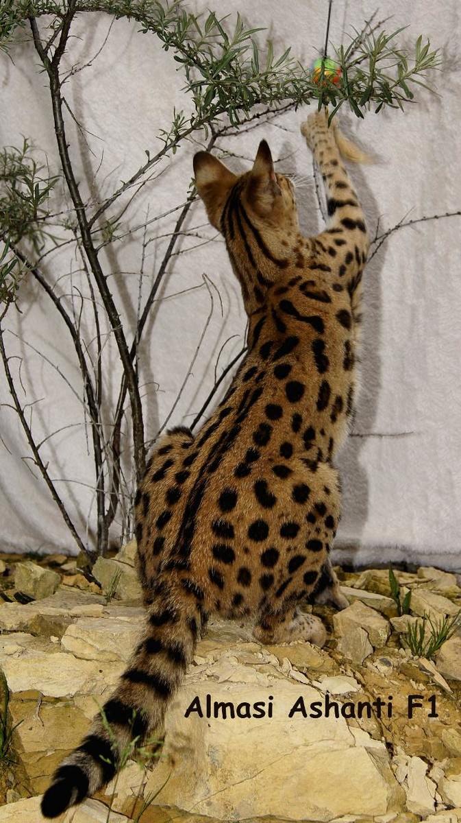 Bilder Almasi Savannah Cats (Rassekatzenzucht)