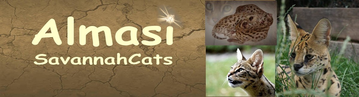 Almasi Savannah Cats (Rassekatzenzucht) Logo