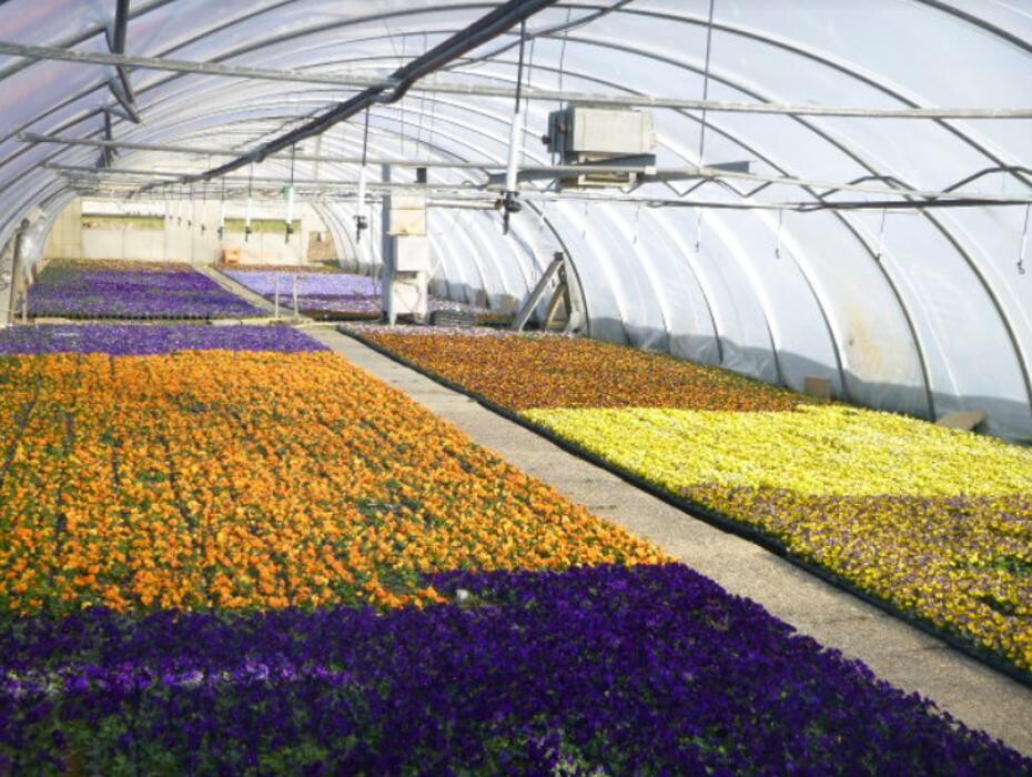 Bilder Blumen Lessle