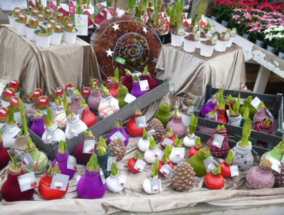 Bilder Blumen Lessle