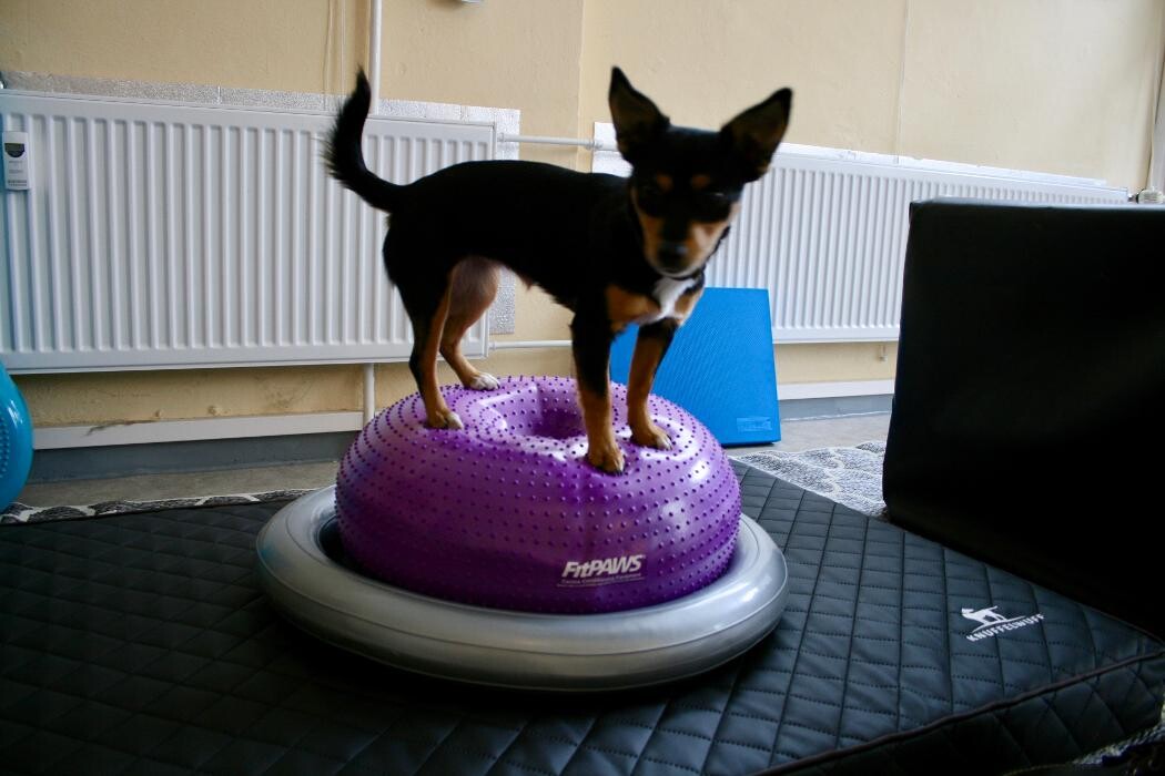 Bilder Tierarztpraxis MedicalVet.Life