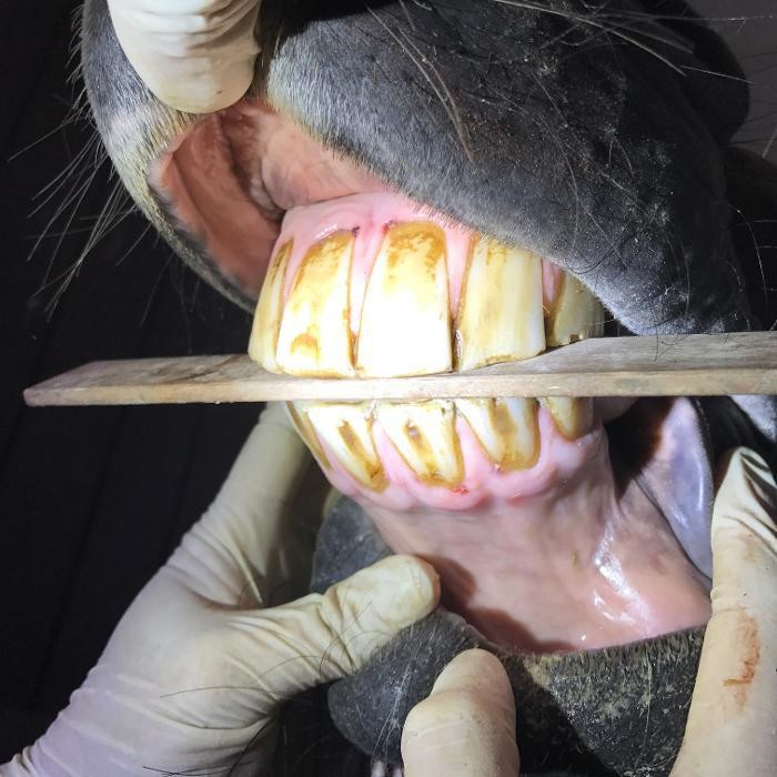 Bilder Tierarztpraxis MedicalVet.Life