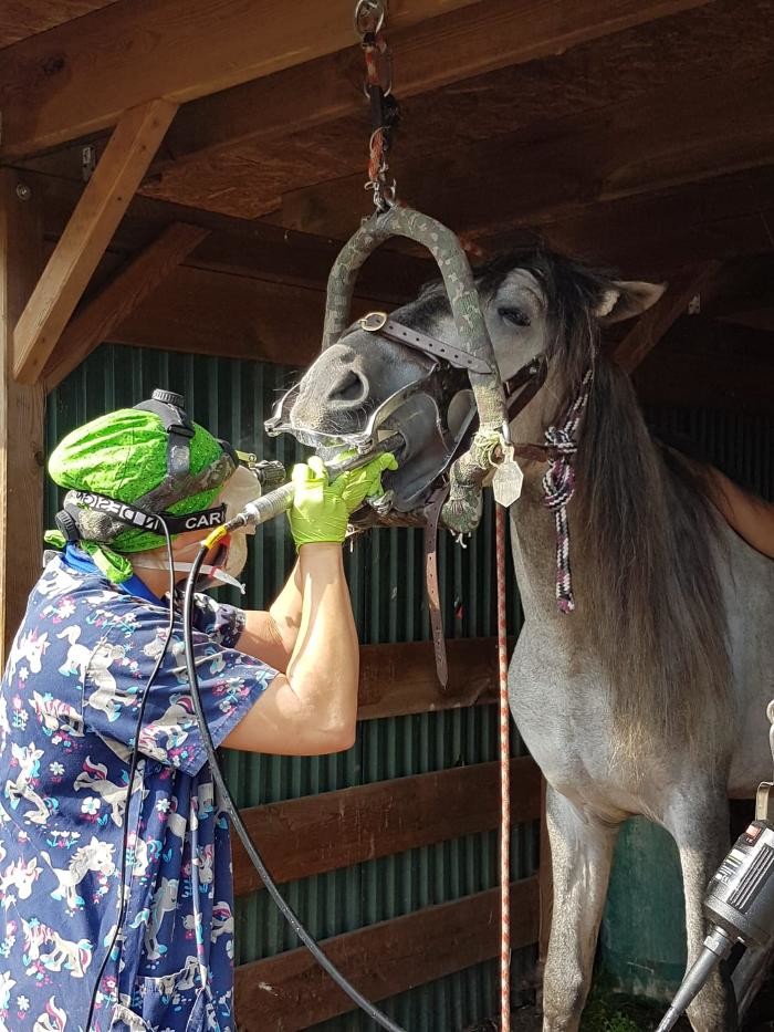 Bilder Tierarztpraxis MedicalVet.Life