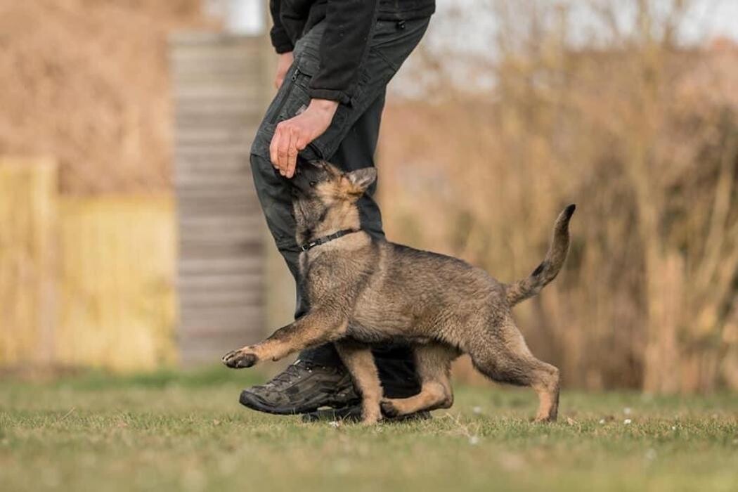 Bilder Hundeschule Hundefreunde Koblenz-Ruebenach