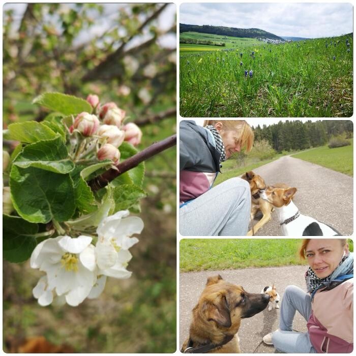 Bilder Gassi-Service Annimi
