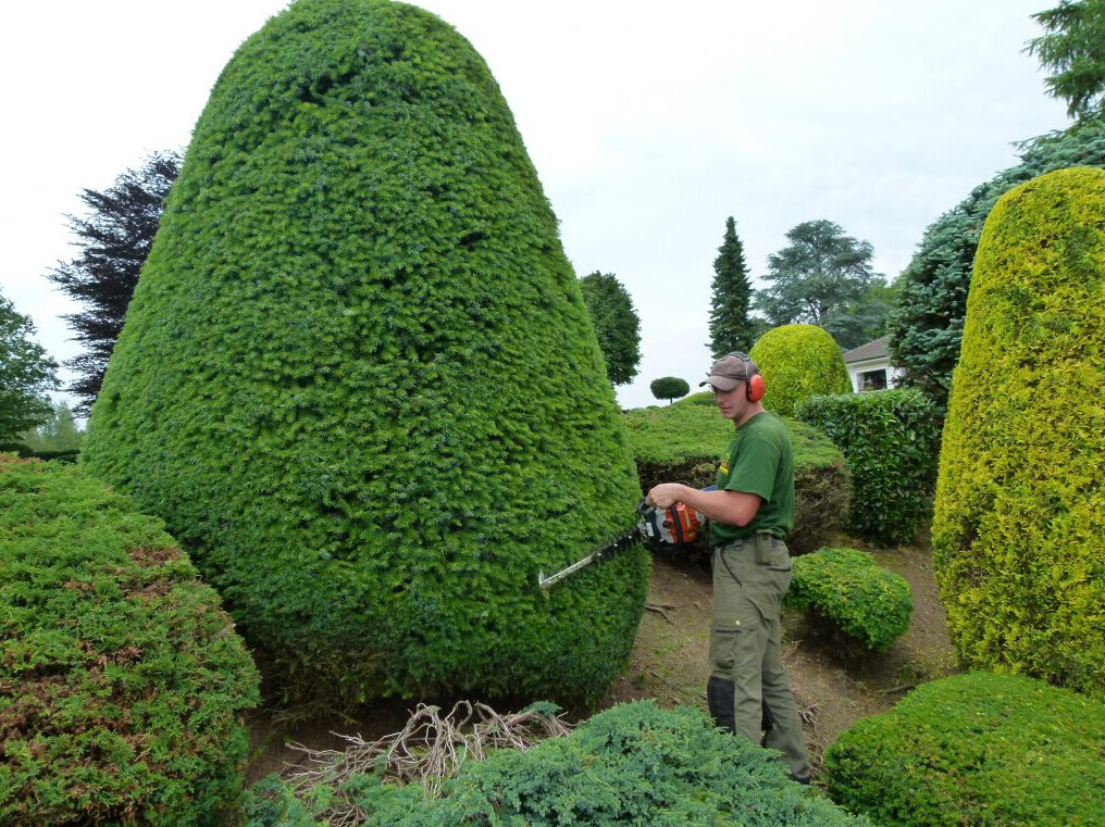 Bilder Baumpflege Oliver Schäfer