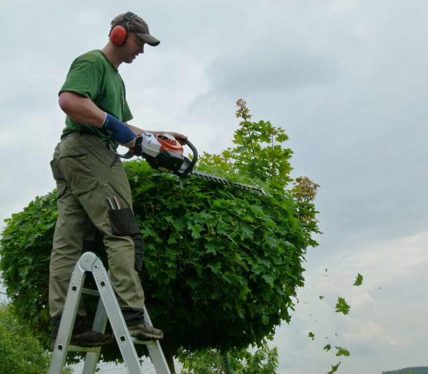 Bilder Baumpflege Oliver Schäfer